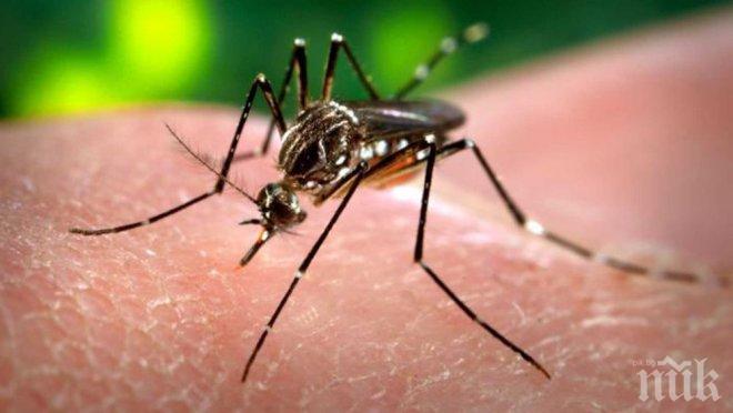 СТРАШНО! Зика може да ни нападне с родни комари