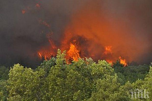 Пожарът край Маджарово вече обхваща площ от 5000 декара, от които 1000 дка гора