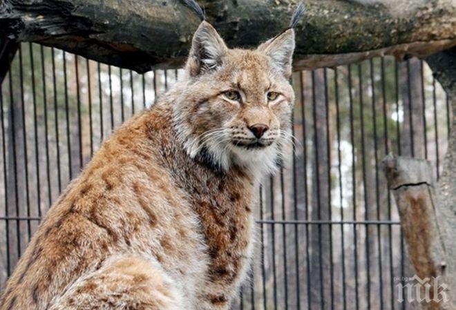 Рис – беглец от зоопарк,  се укрива 3 седмици в Англия