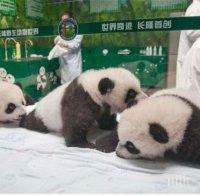 Невероятна радост! За 40 дни се родиха 9 двойки панди близнаци