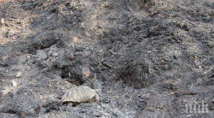 костенурка оцеля огнения ардино