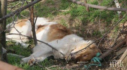 закопчаха убиец две кучета добричко