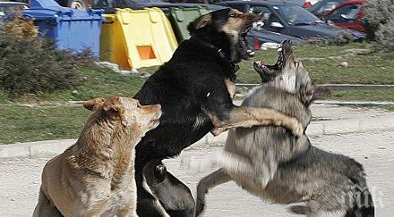 кучетата остават сериозен проблем софия