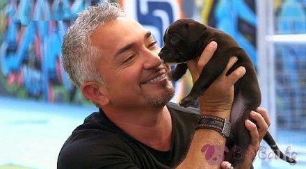 говорещият кучета идва шоу софия