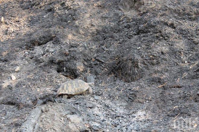 Костенурка оцеля в огнения ад над Ардино