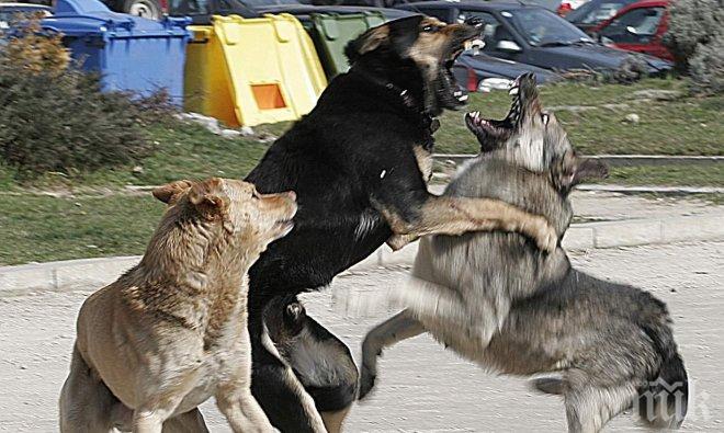 Кучетата си остават сериозен проблем за София