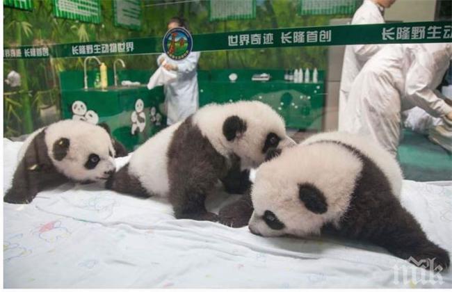 Невероятна радост! За 40 дни се родиха 9 двойки панди близнаци