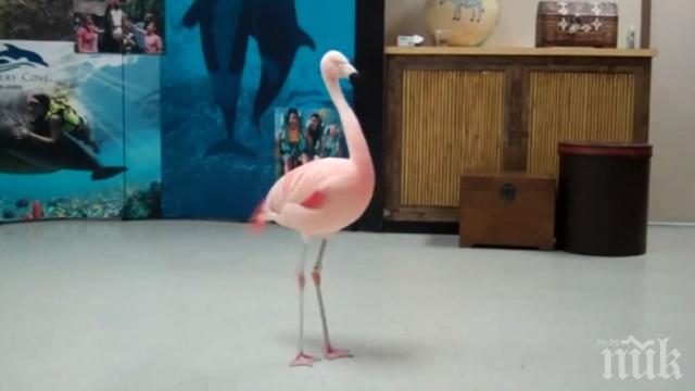 Американец закла зверски танцуващо фламинго
