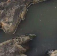 Белоградчишки села пропищяха: Мандра замърсява река, миризмата е непоносима
