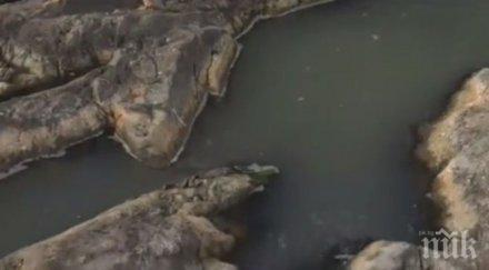 белоградчишки села пропищяха мандра замърсява река миризмата непоносима