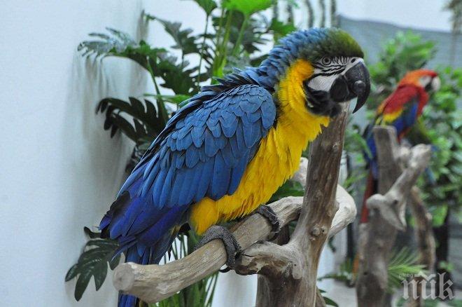 1000 папагала издъхнаха от безхаберие на летищни служители 