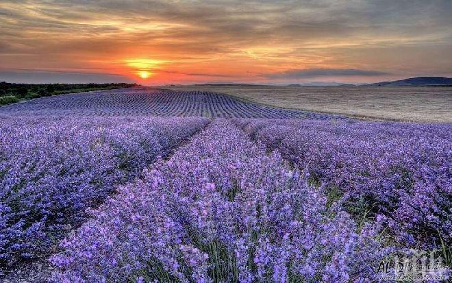 Приключи прибирането на лавандулата в Добричко