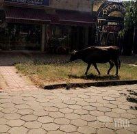 В центъра на Кърджали: Накъде така краво, селфи на новия мост ли ще си правиш?!