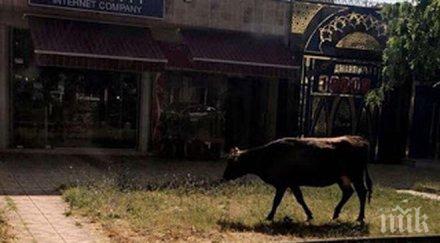 центъра кърджали накъде краво селфи новия мост правиш