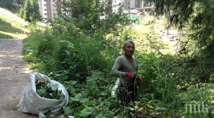 доходоносен бизнес берачите билки родопите изкарват хиляди месец