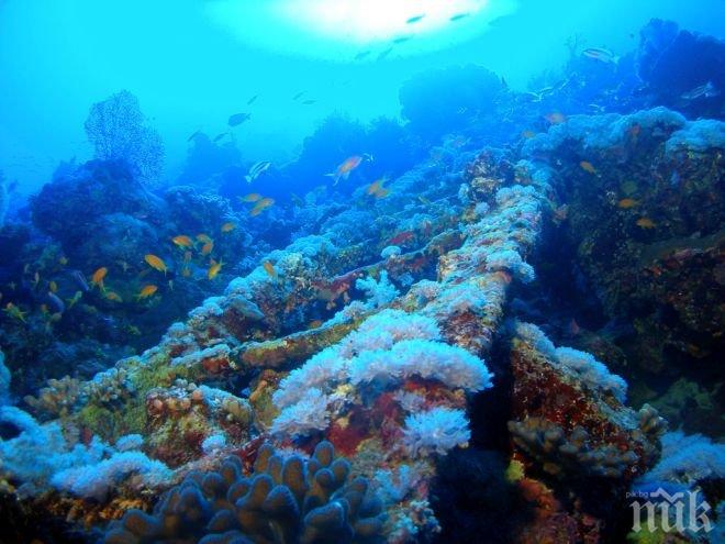На Малдивите коралите избледняха