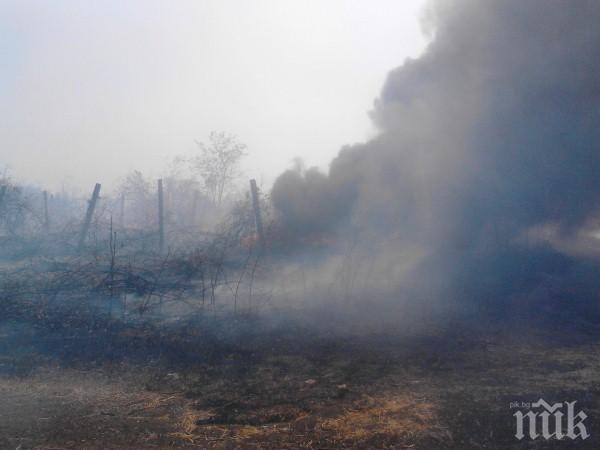 Пожар изпепели 50 декара лозя