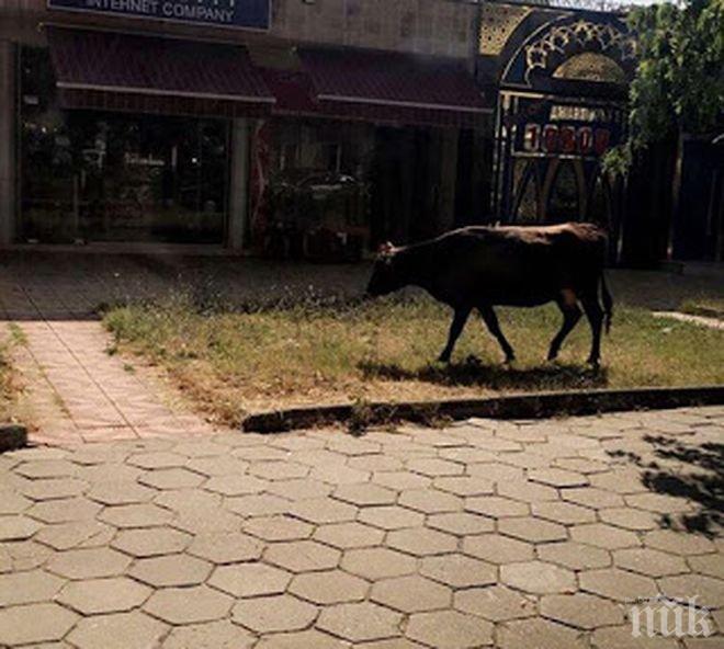 В центъра на Кърджали: Накъде така краво, селфи на новия мост ли ще си правиш?!