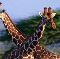 Жираф младоженец умря от страх на път към невестата си
