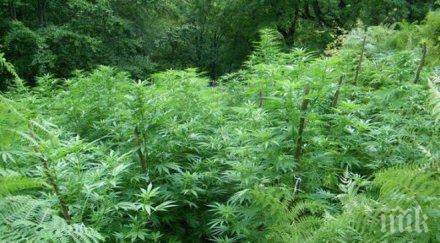 изненада гурбетчийка прибра чужбина отиде нагледа имота откри нещо невероятно двора