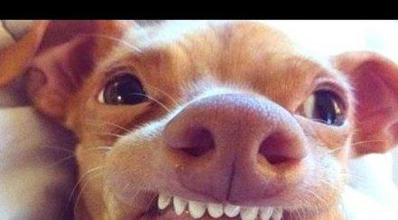 добрият приятел човека оказаегоист