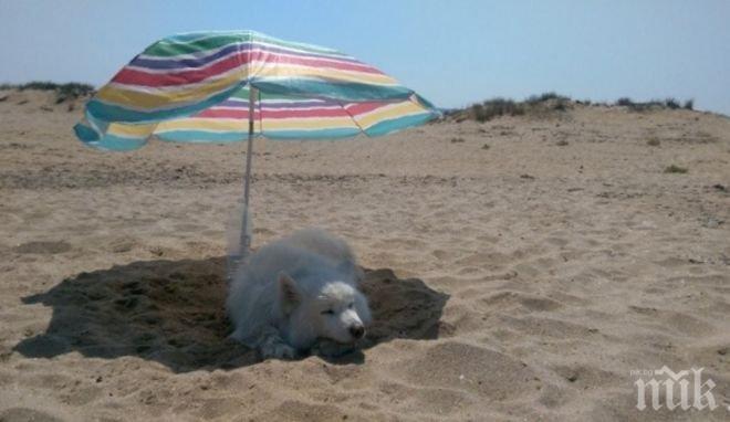 ЗВЕРСТВО! Застреляха домашно куче на плаж край Варна