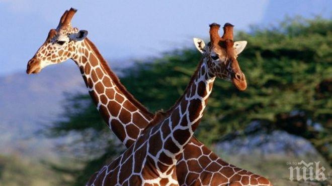 Жираф младоженец умря от страх на път към невестата си