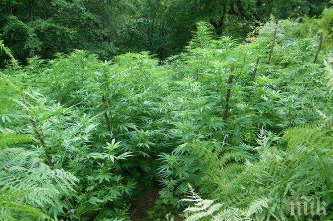 ИЗНЕНАДА! Гурбетчийка се прибра от чужбина, отиде да нагледа имота си и откри нещо невероятно в двора си!