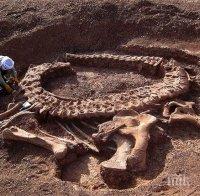 Учените изследват и сглобяват скелета на неизвестен вид динозавър