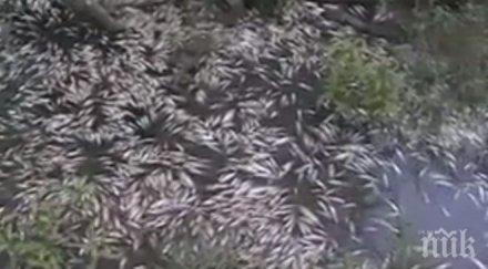 стряскащ сигнал рибата караагач китен умира видео