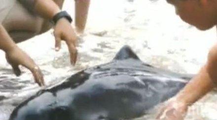 летовници бориха живота делфинче ахтопол