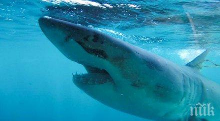 откриха акула 400 години видео