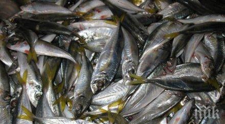 наслука южното черноморие ври сафрид