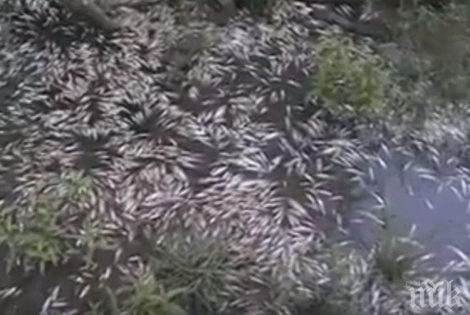 Стряскащ сигнал: Рибата в Караагач край Китен умира (ВИДЕО)