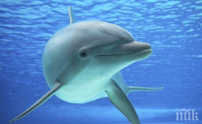 Вижте как делфин задигна iPad-а на туристка (ВИДЕО)