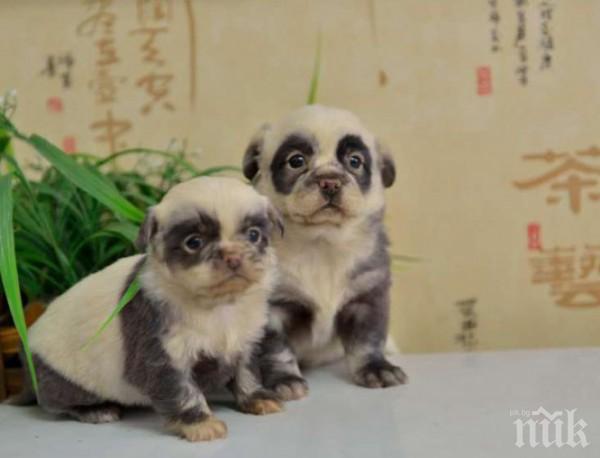 Бум на бебета панди-близнаци в Китай