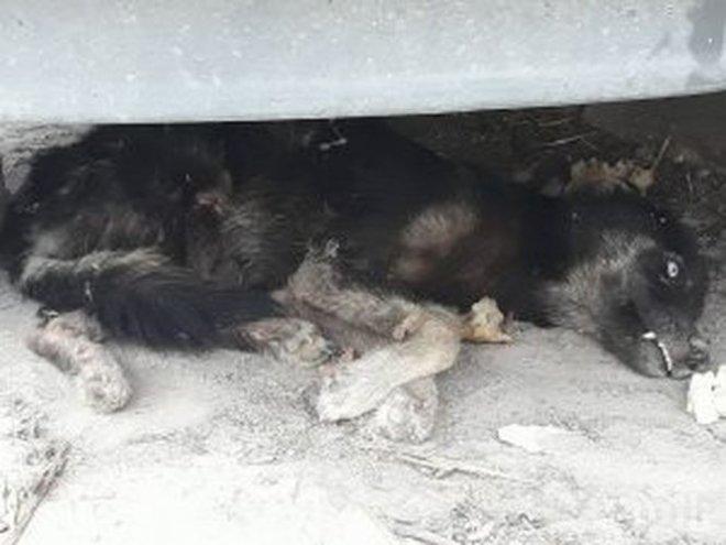 Поредно насилие върху животно! Цигани влачили и били малко кученце, което издъхнало в адски мъки в болницата (СНИМКИ 18+)