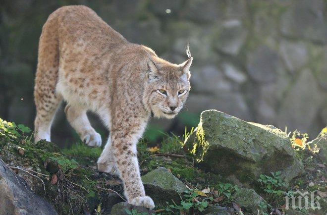 След провалена поръчка, Пловдив на лов за рис и оцелот за зоопарка си