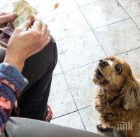 Възрастен китаец завещава всичко на кучето си