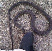 Змия хвърли в паника минувачи в центъра на Хасково (СНИМКА)