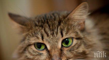 гратисчия котаракът сид офейка влак върна седмици