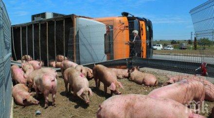 миризлива катастрофа 200 прасета блокираха магистрала франция