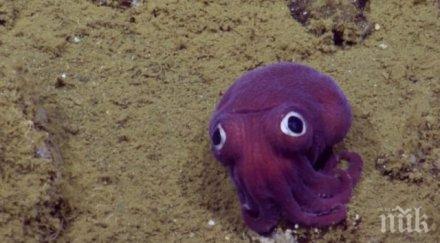 калифорния откриха изумителен виолетов калмар приличащ играчка снимка