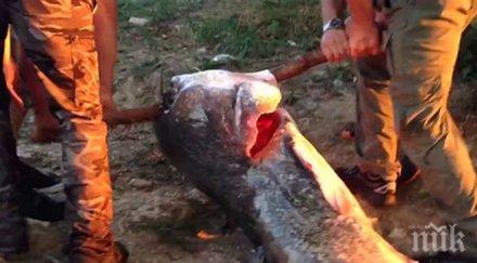 рекорден улов рибари извадиха 100 килограмов сом река кубан видео