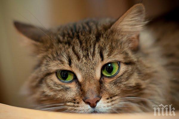 ГРАТИСЧИЯ! Котаракът Сид офейка с влак, върна се след 2 седмици