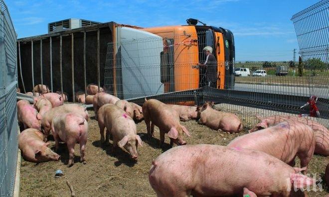 Миризлива катастрофа! Над 200 прасета блокираха магистрала във Франция