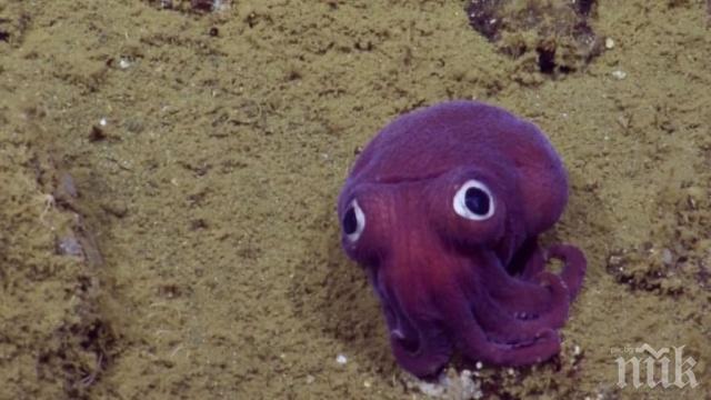 В Калифорния откриха изумителен виолетов калмар, приличащ на играчка (СНИМКА)