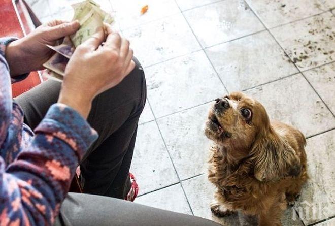 Възрастен китаец завещава всичко на кучето си