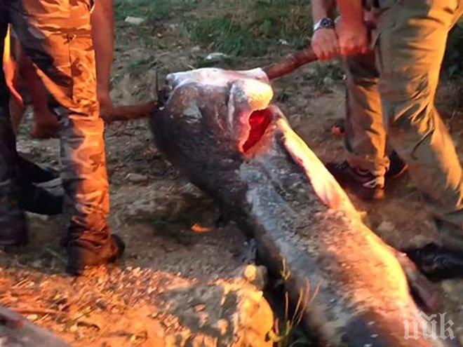 Рекорден улов! Рибари извадиха 100-килограмов сом от река Кубан (ВИДЕО)