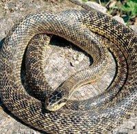СТРАХОТИЯ: Змия се засели в жилищен блок